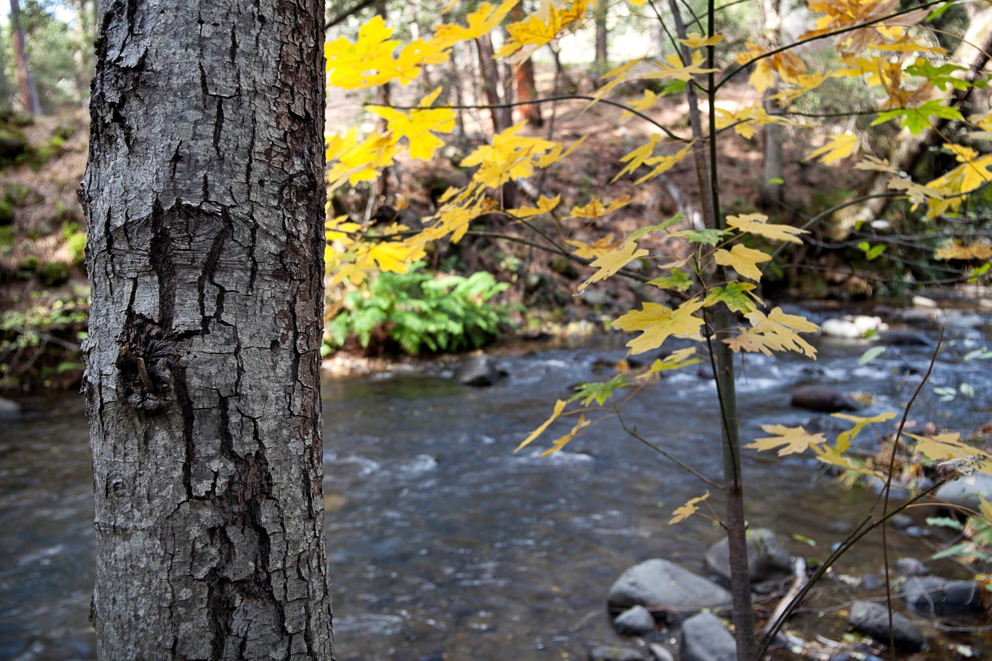 South Fork Antelope Creek