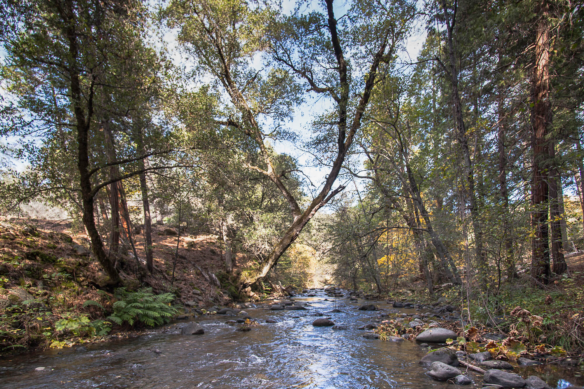 South Fork Antelope Creek