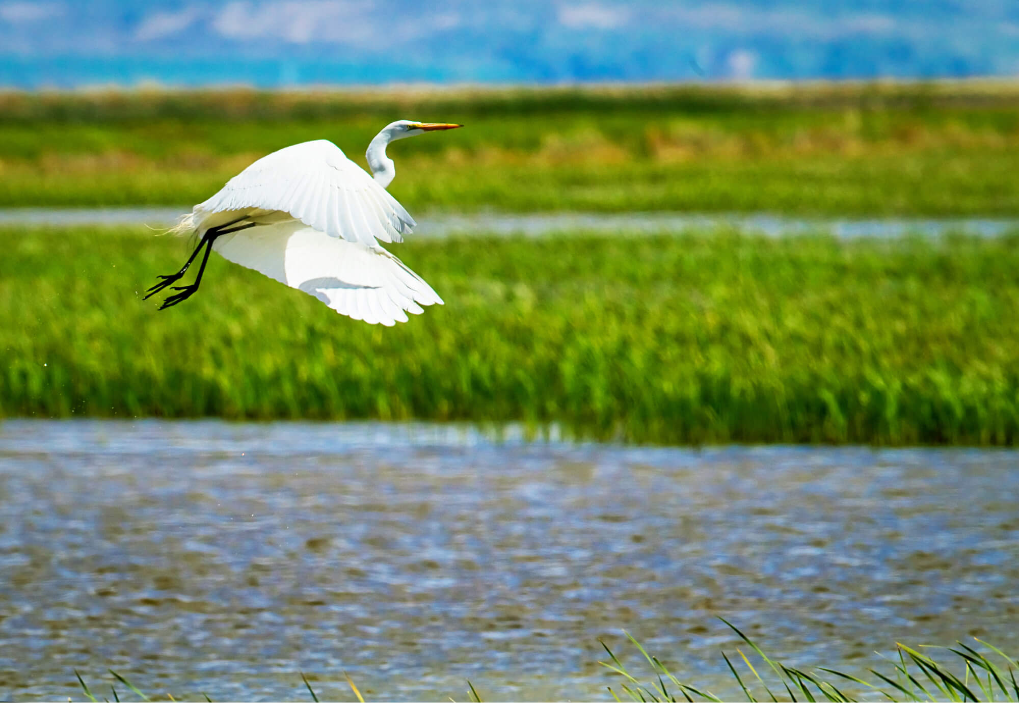One of the greatest producers of waterfowl in the nation, the Bear River wetlands are a haven for more than 270 species of birds traveling along the Central and Pacific Flyways. Through two land acquisitions, Western Rivers Conservancy protected more than 1,200 acres of wetlands by adding them to the Bear River Migratory Bird Refuge.
