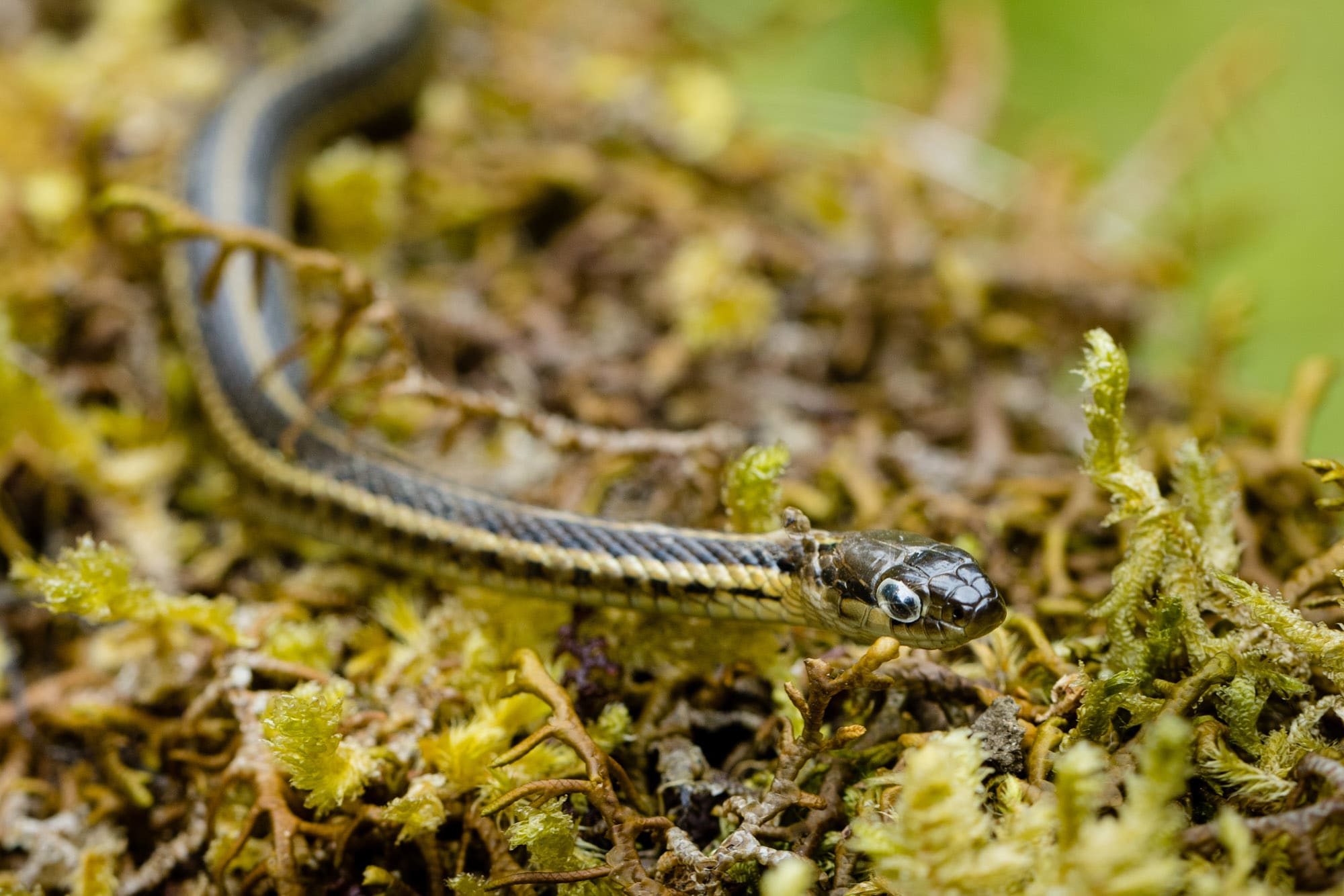 Garter snake