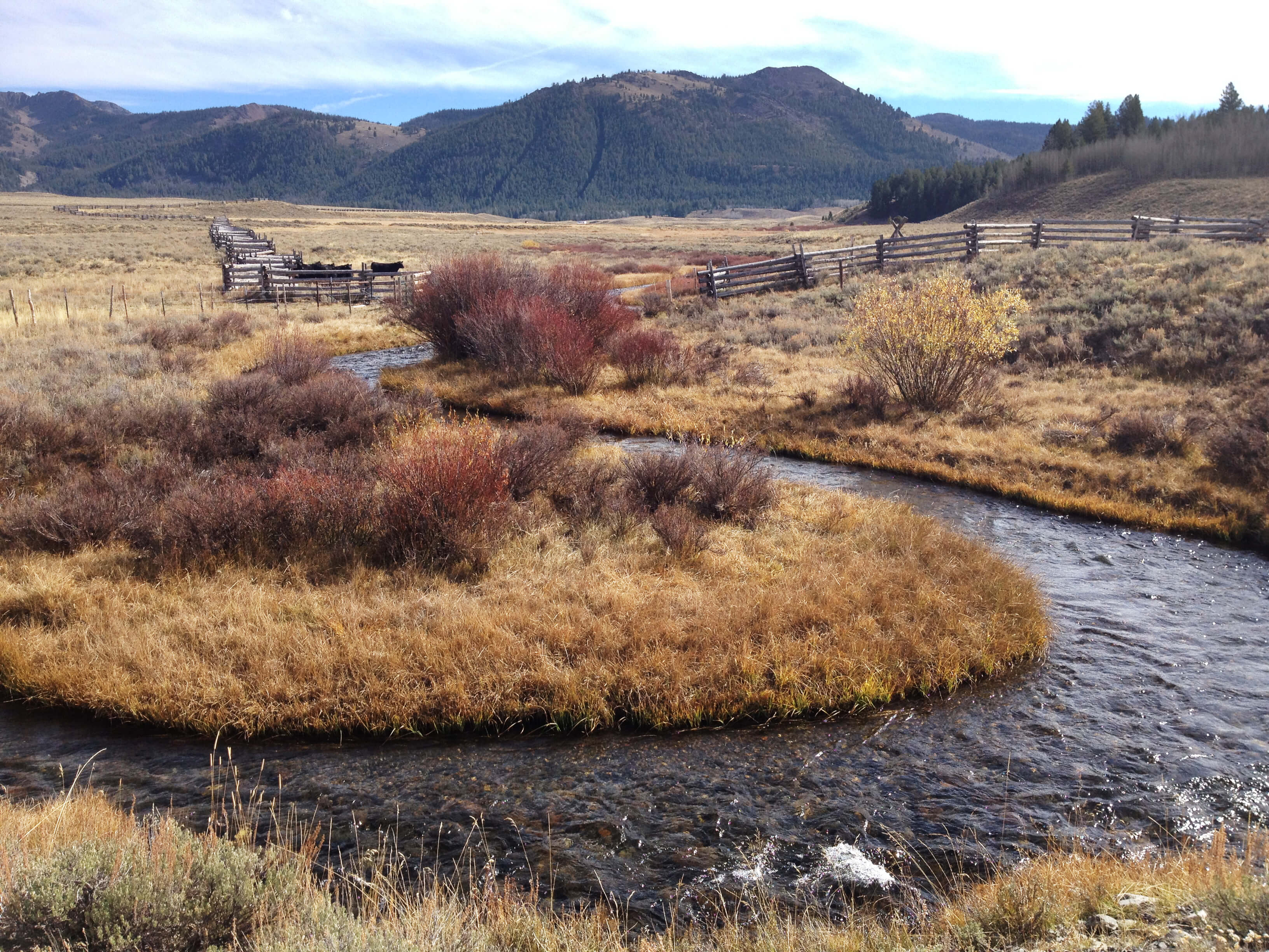WRC’s efforts on Pole Creek prevented future grazing and development within the crucially important riparian areas of the stream, ensuring the vital habitat that Salmon River fish and wildlife rely on remains intact.