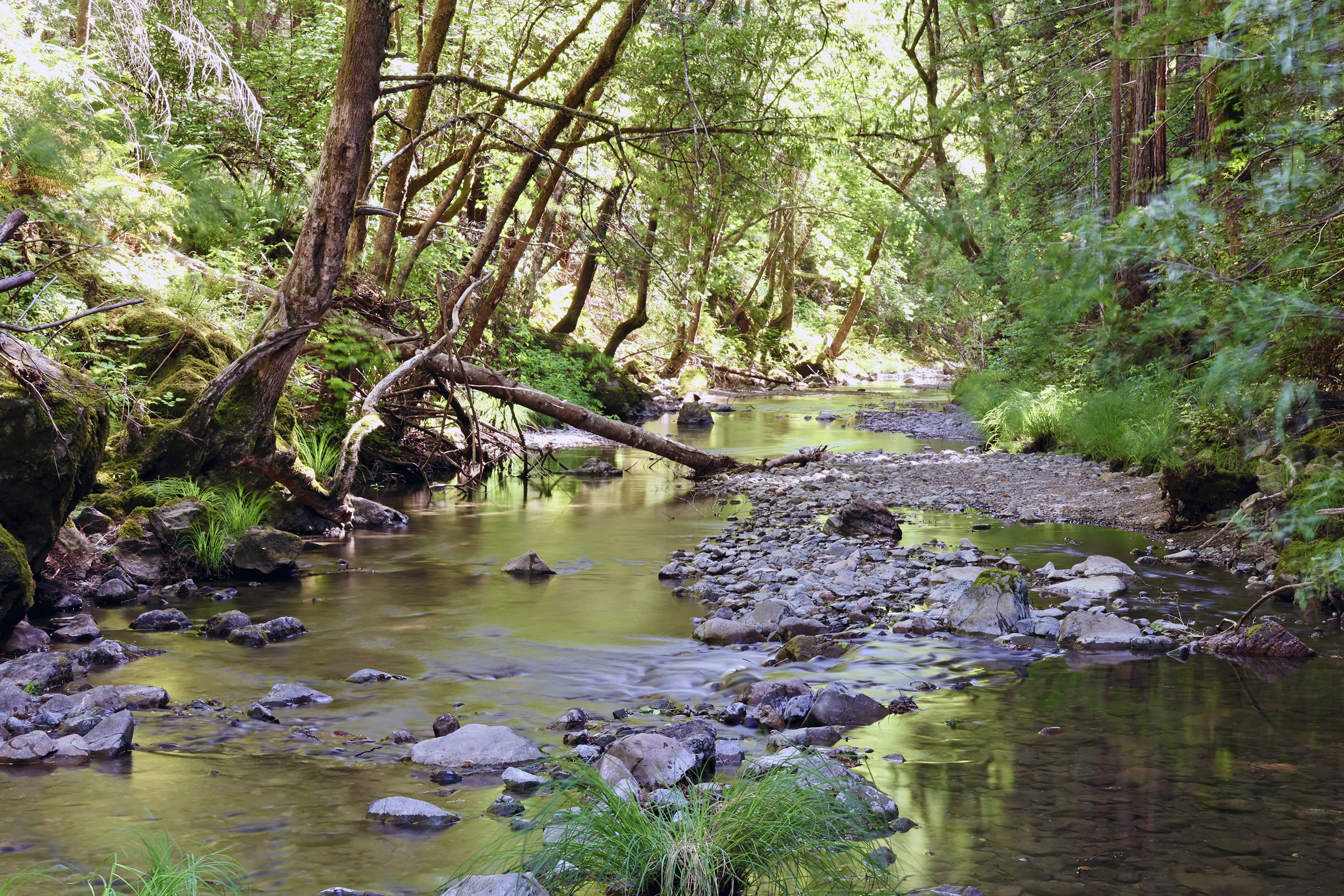South Fork Gualala River