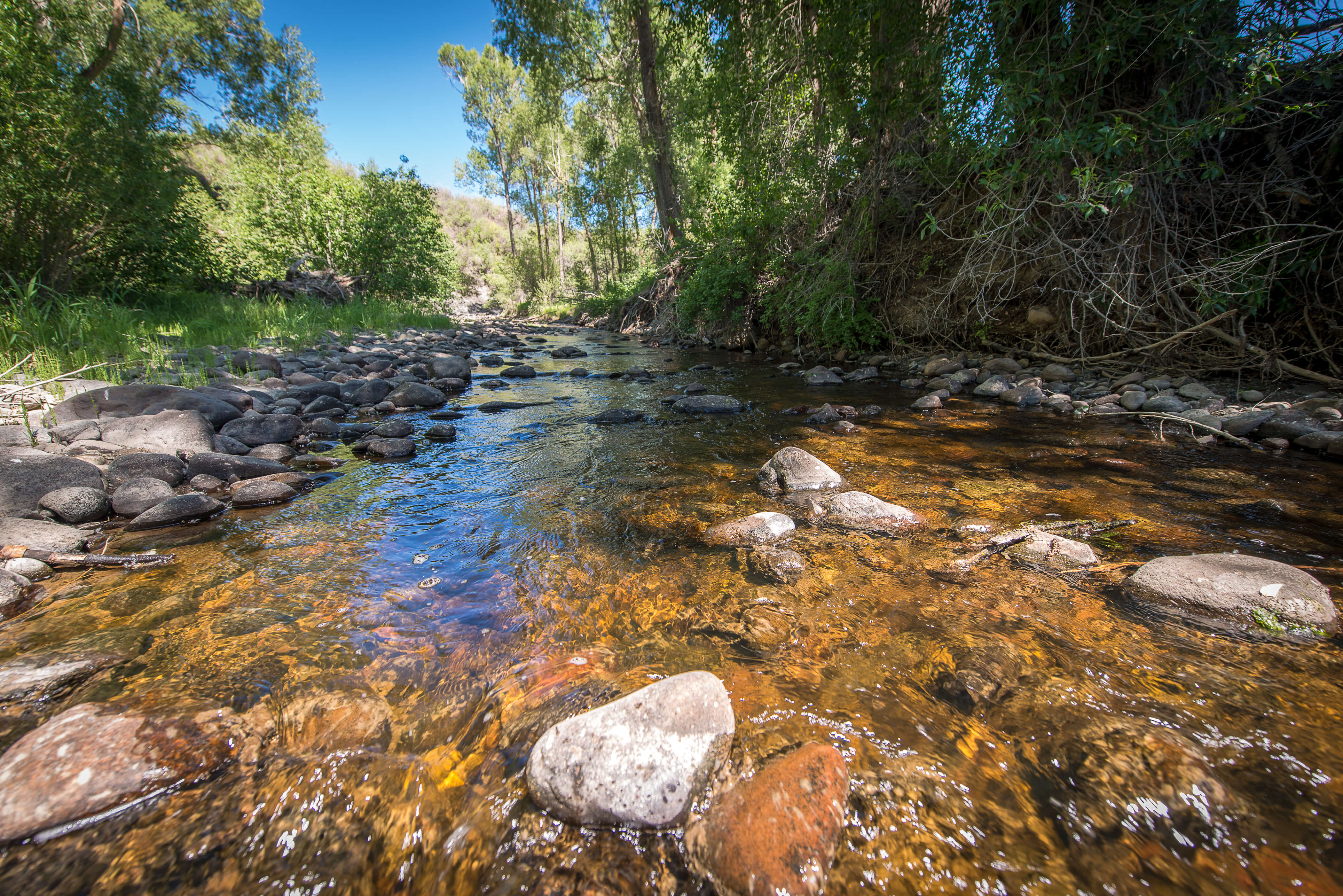 WRC took the first steps toward reconnecting prime trout habitat on a key Gunnison River tributary, the Little Cimarron, when it purchased a former dairy farm above this Colorado stream.