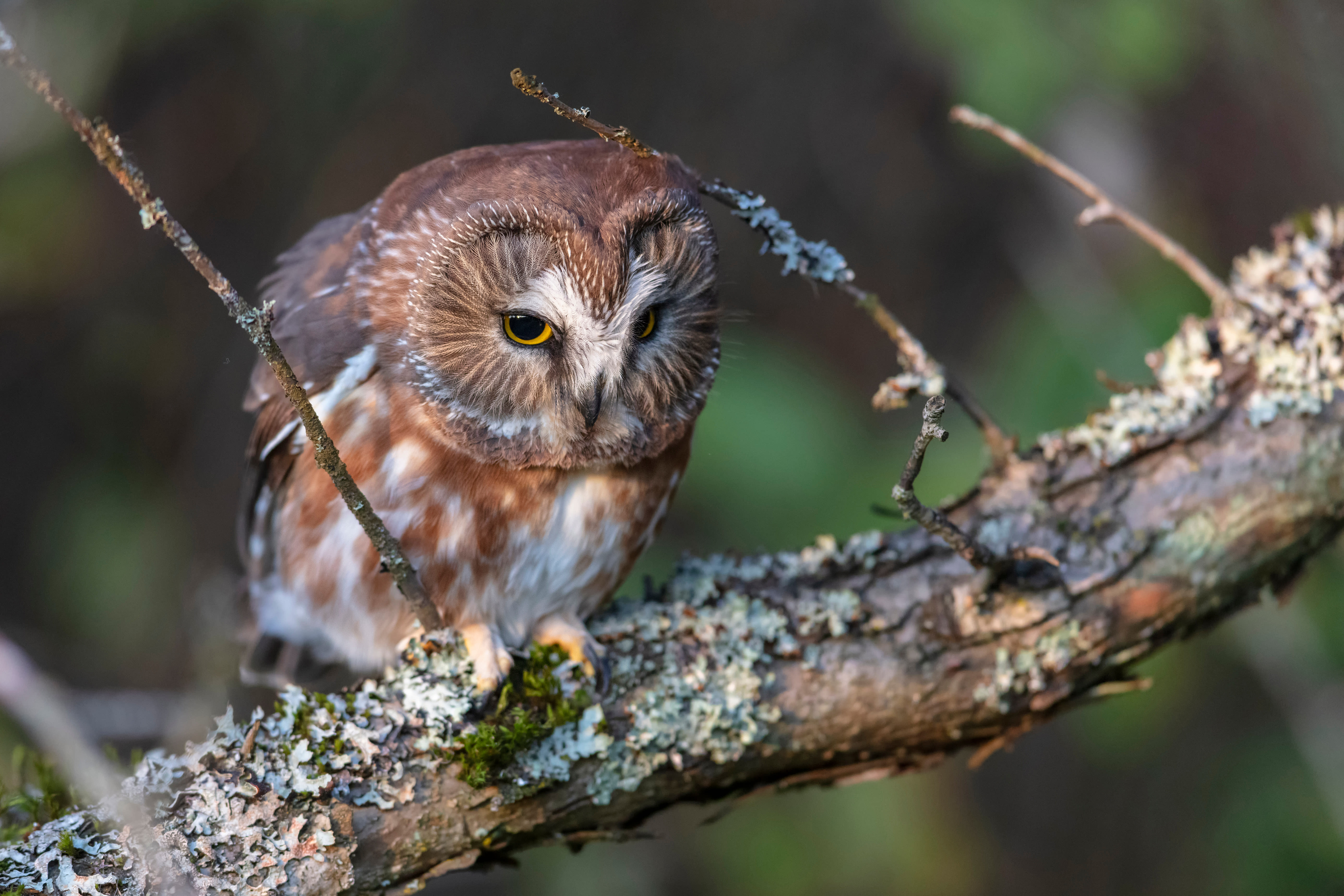 The Big Chico Creek Ecological Reserve is home to some 175 bird species, including the Northern Saw-whet Owl. Saw-whets are small, nocturnal owls that live in dense forest ecosystems.
