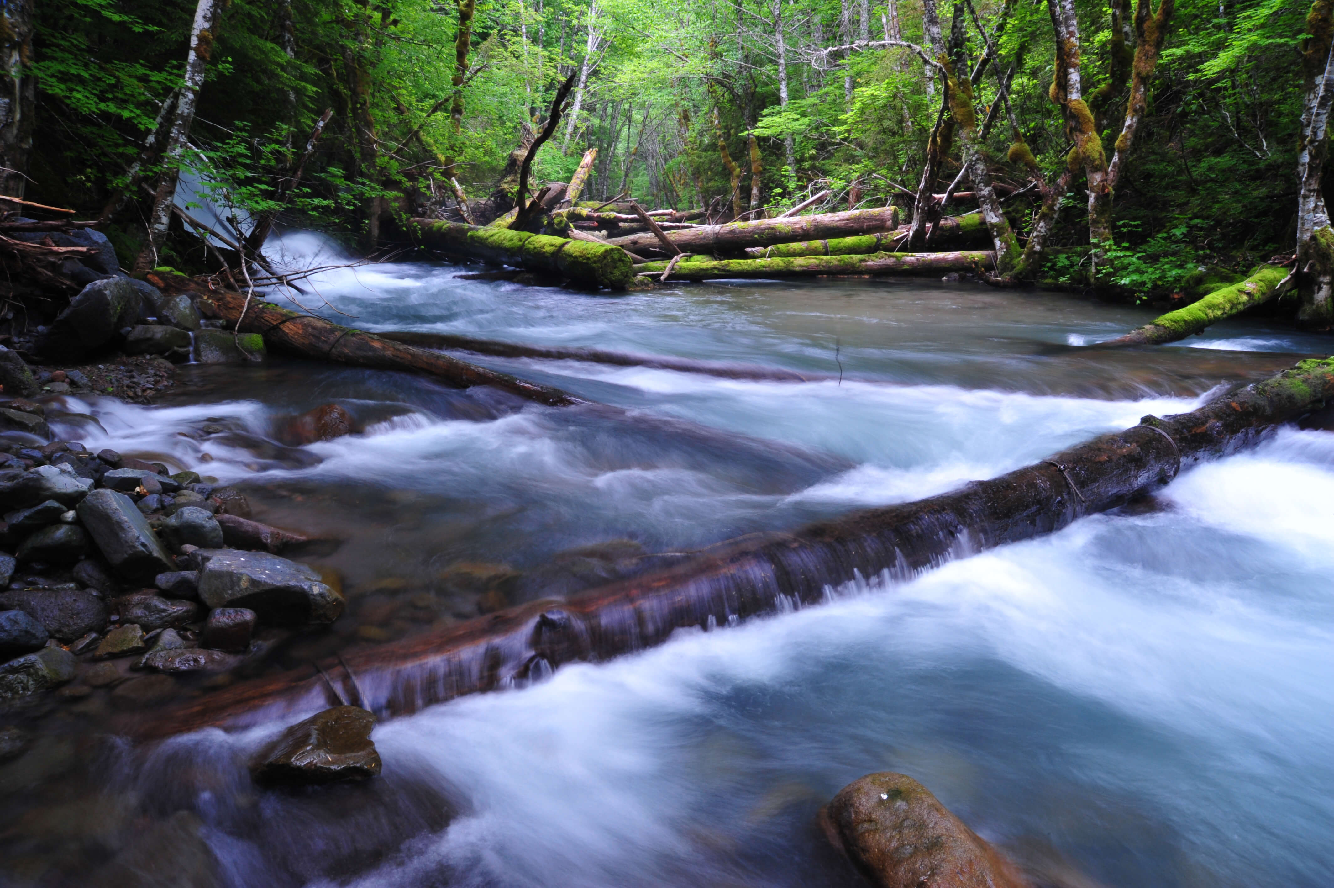 The West Fork Hood River, near Ladd Creek.