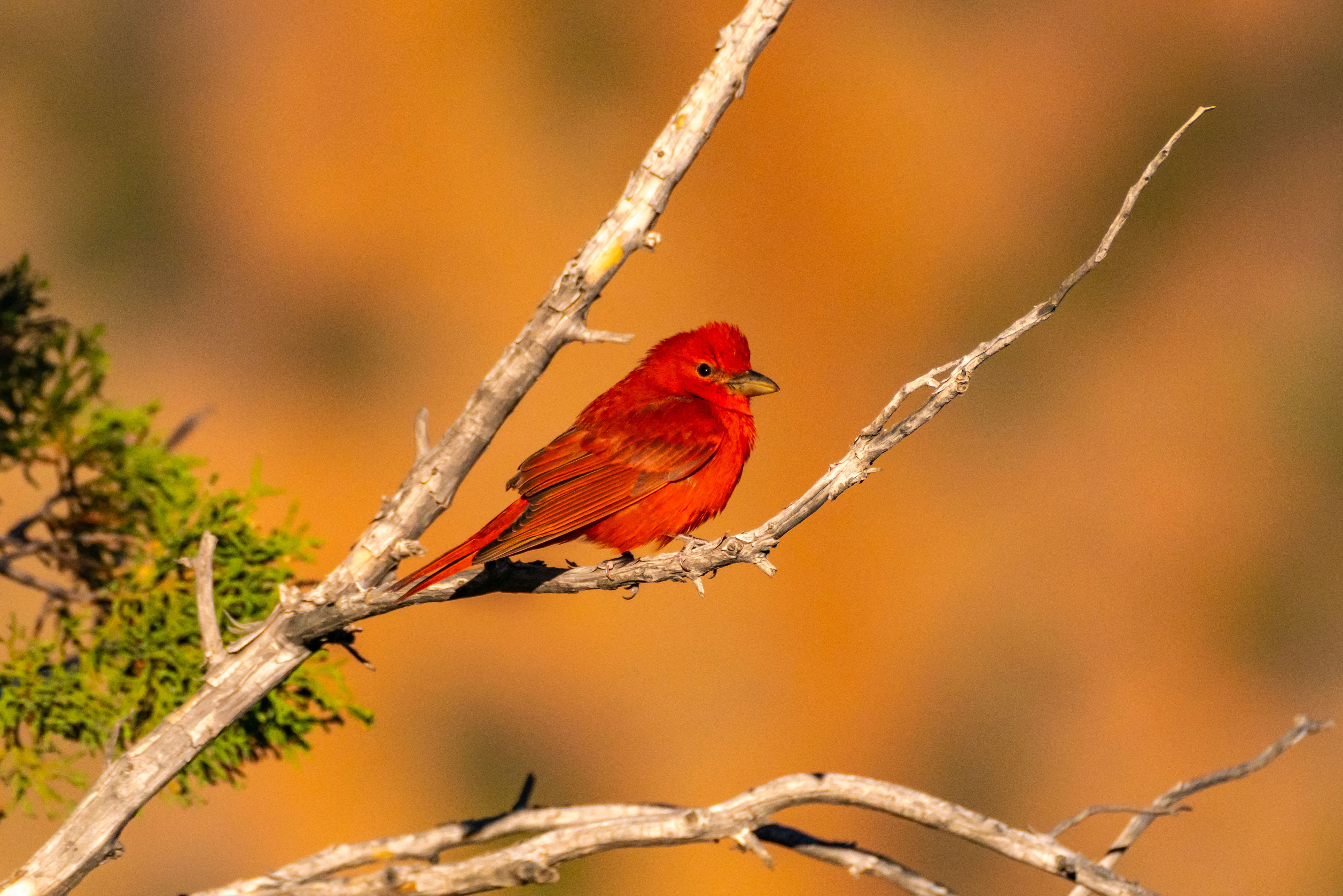 Summer tanager