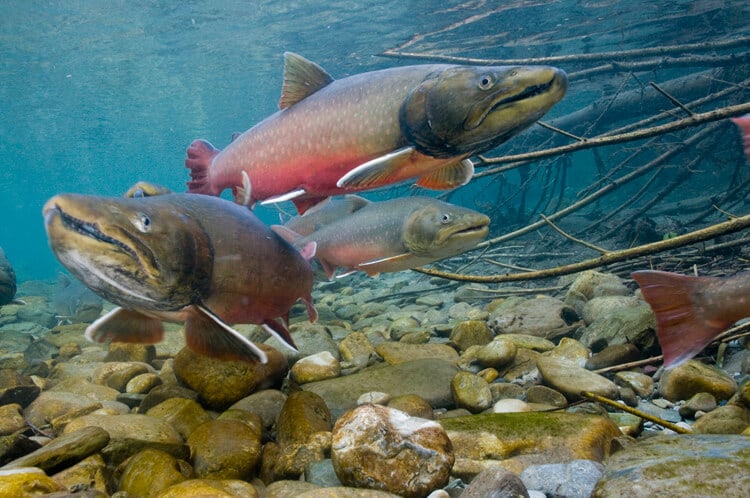 The property's two-mile reaches of Nason and Kahler Creeks provide habitat for several listed fish species, including bulltrout, summer steelhead, spring Chinook and sockeye.