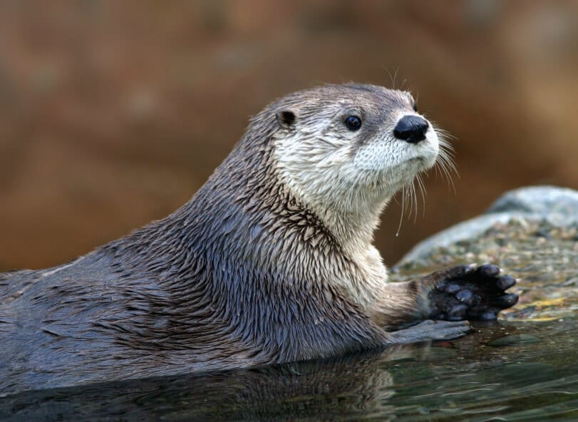 River otter