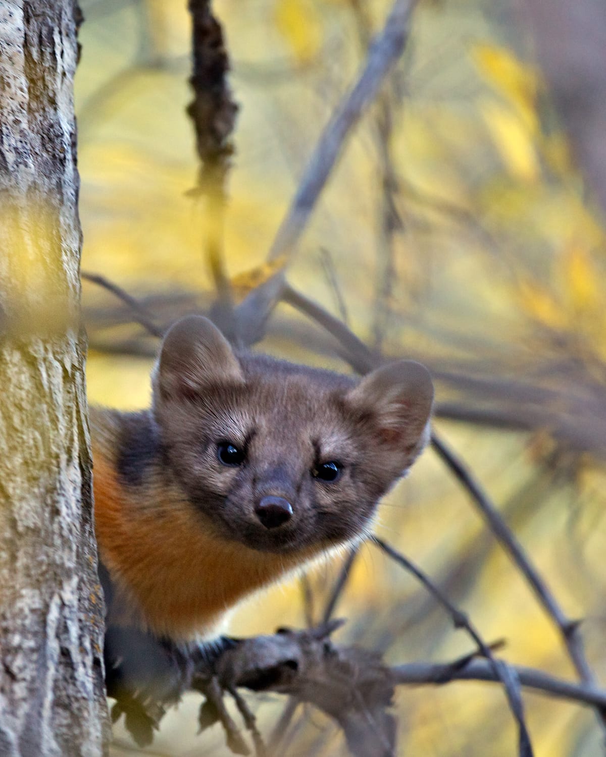 Humboldt marten