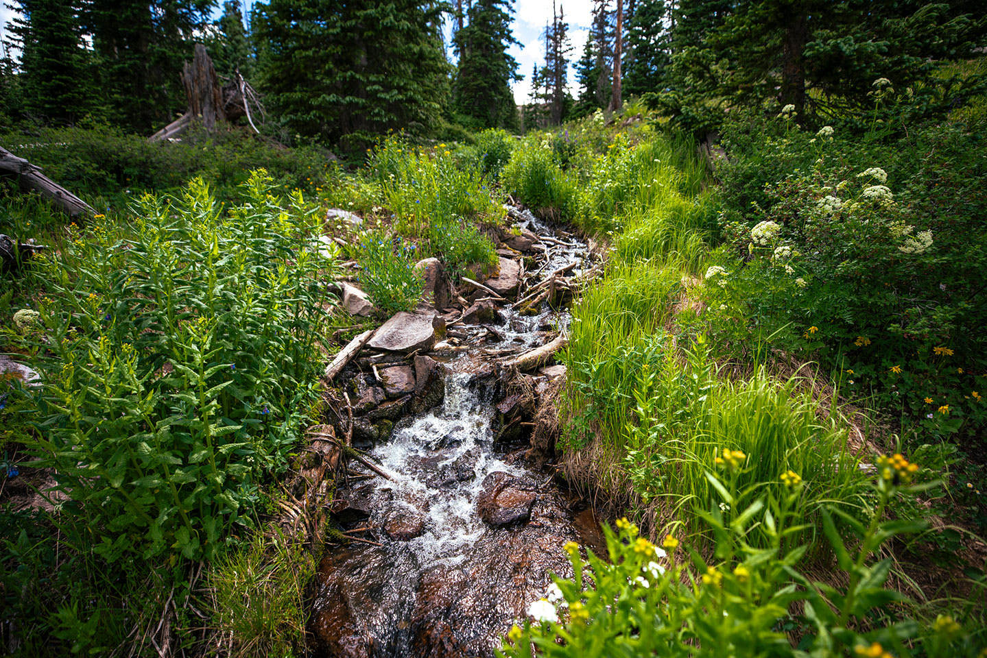 Stream at Cliff Lake