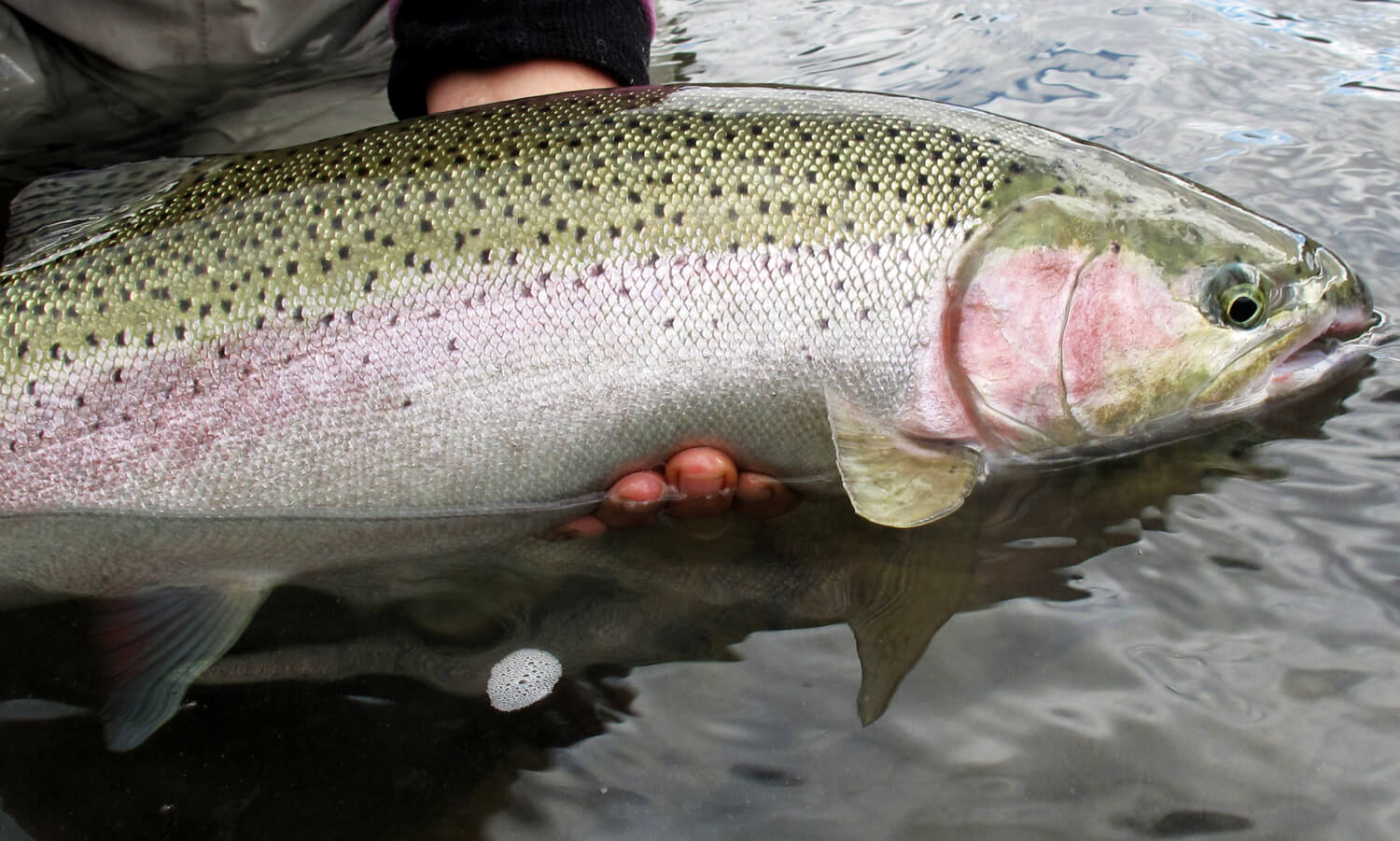 The John Day River is home to one of the Pacific Northwest's healthiest runs of wild summer steelhead. WRC's efforts on the lower river conserve critical habitat for both steelhead and native spring Chinook.