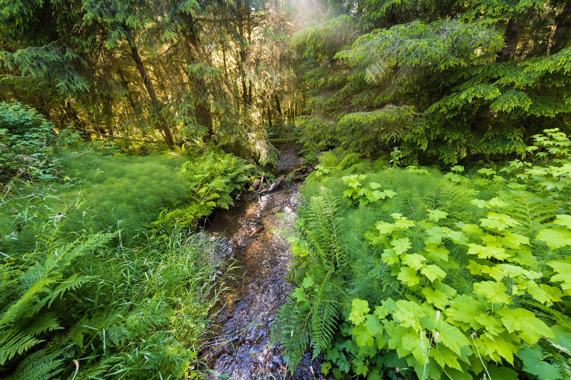A stream flows through ferns and trees