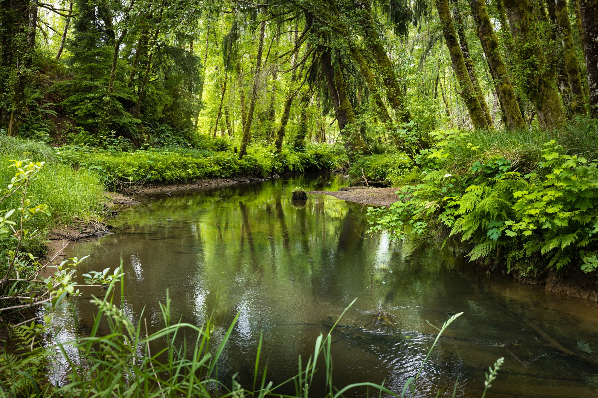 Bear River