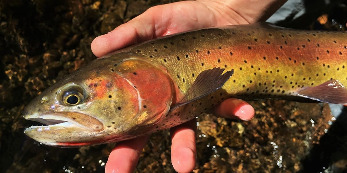 Reviving A Great Basin Lifeline For Lahontan Cutthroat Trout Western   Mcdermitt 