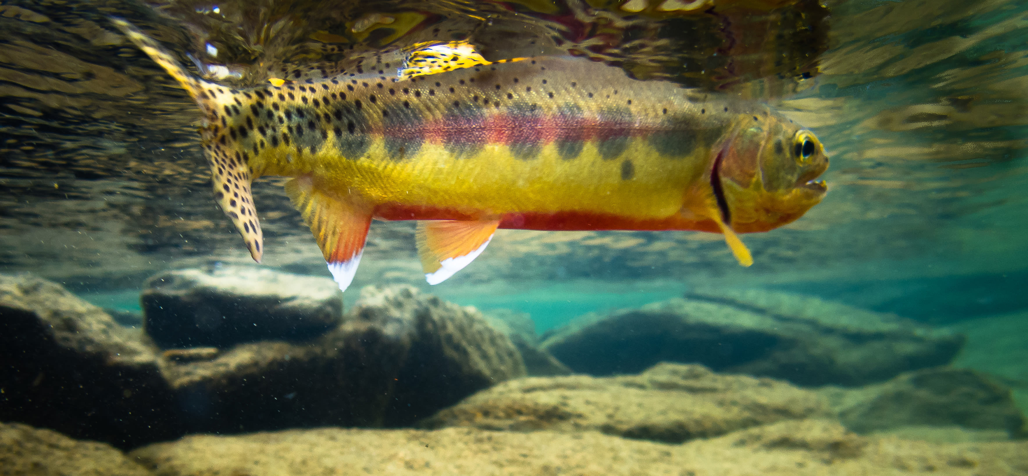 California golden trout