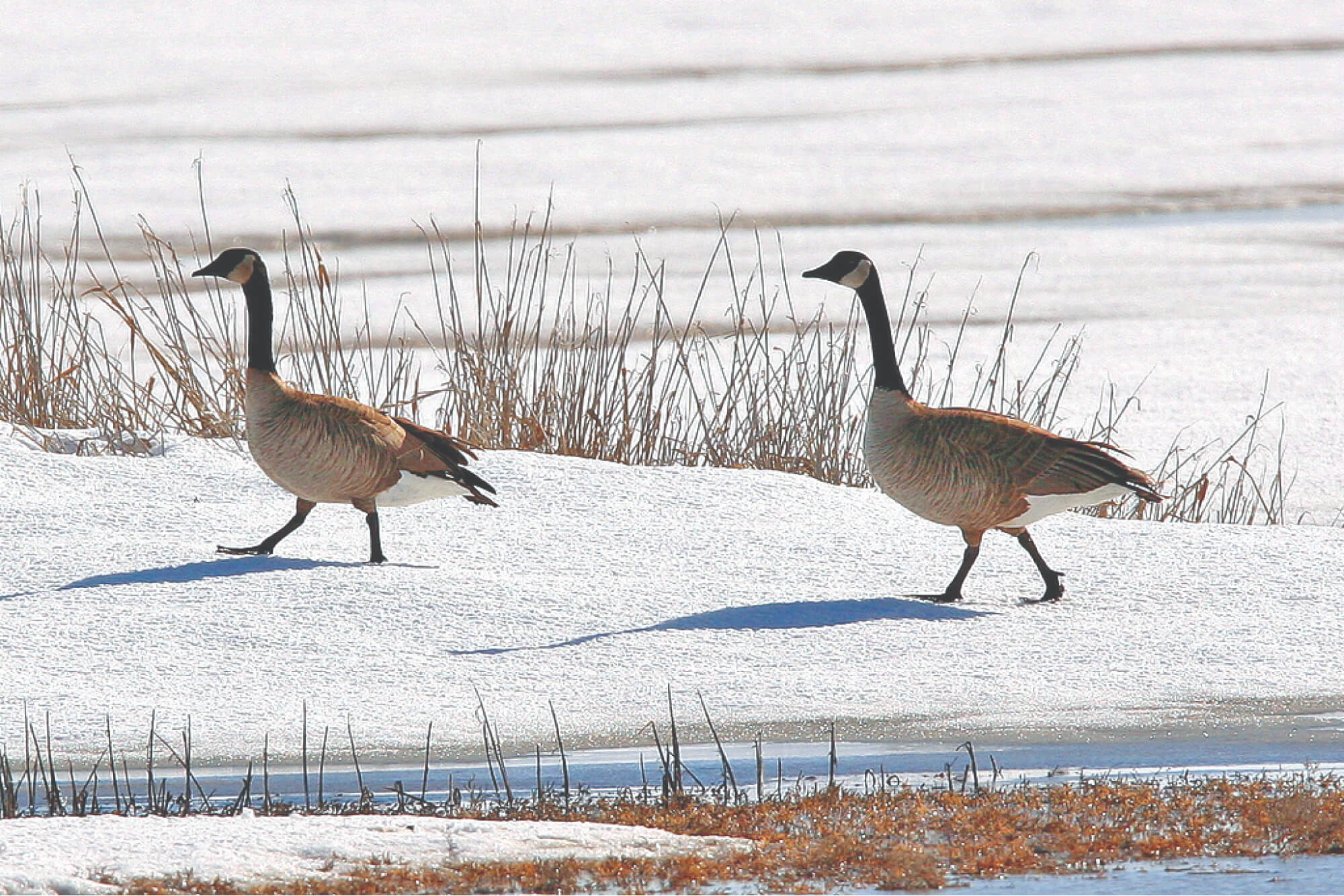 Each fall, the Bear River's wetlands are used as a staging area for over 5,000 Canada geese and some 500,000 ducks.