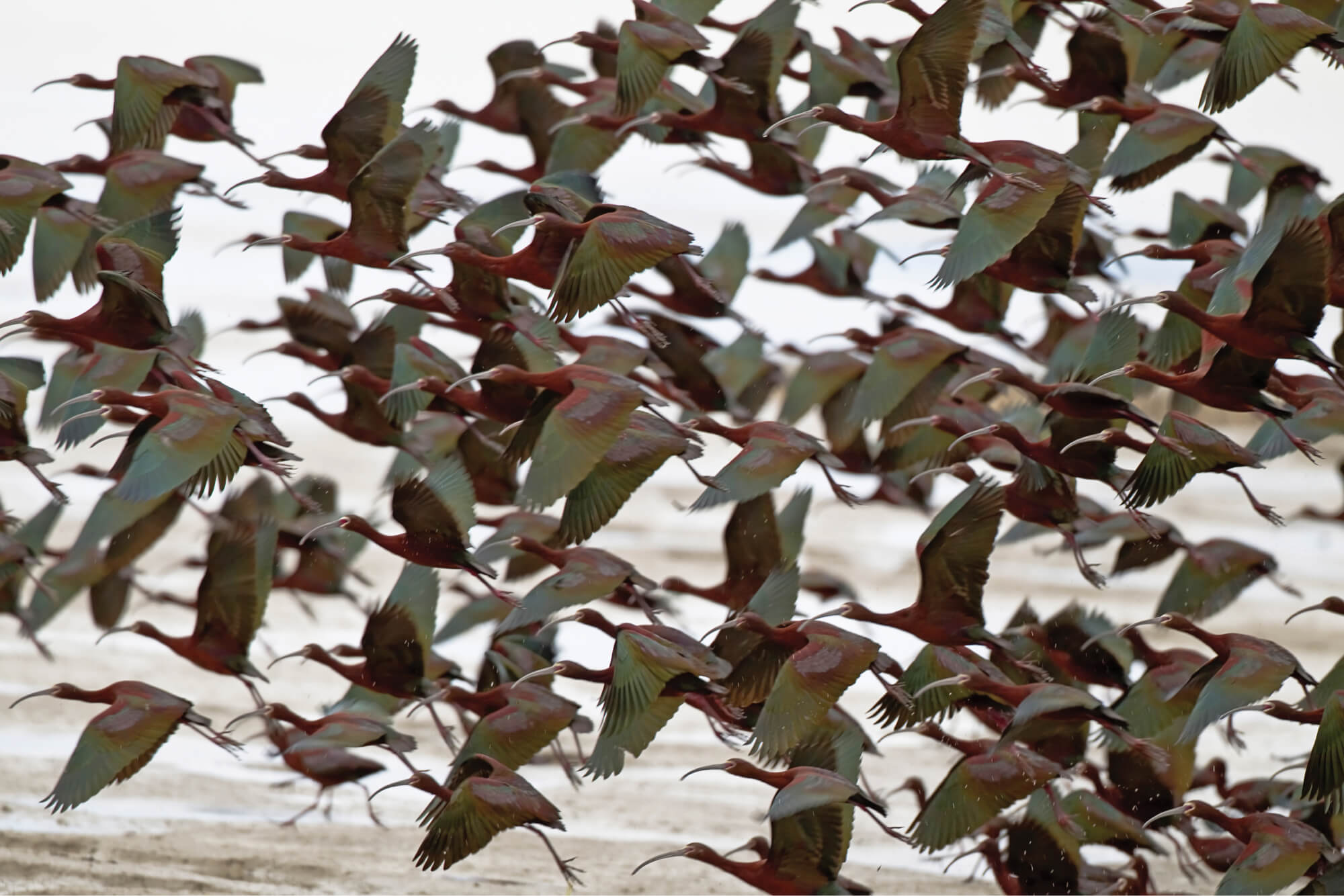 A flock of white-faced ibis flies above the Bear River wetlands. WRC's conservation efforts on the Bear added a vital piece of habitat to the Bear River Migratory Bird Refuge.