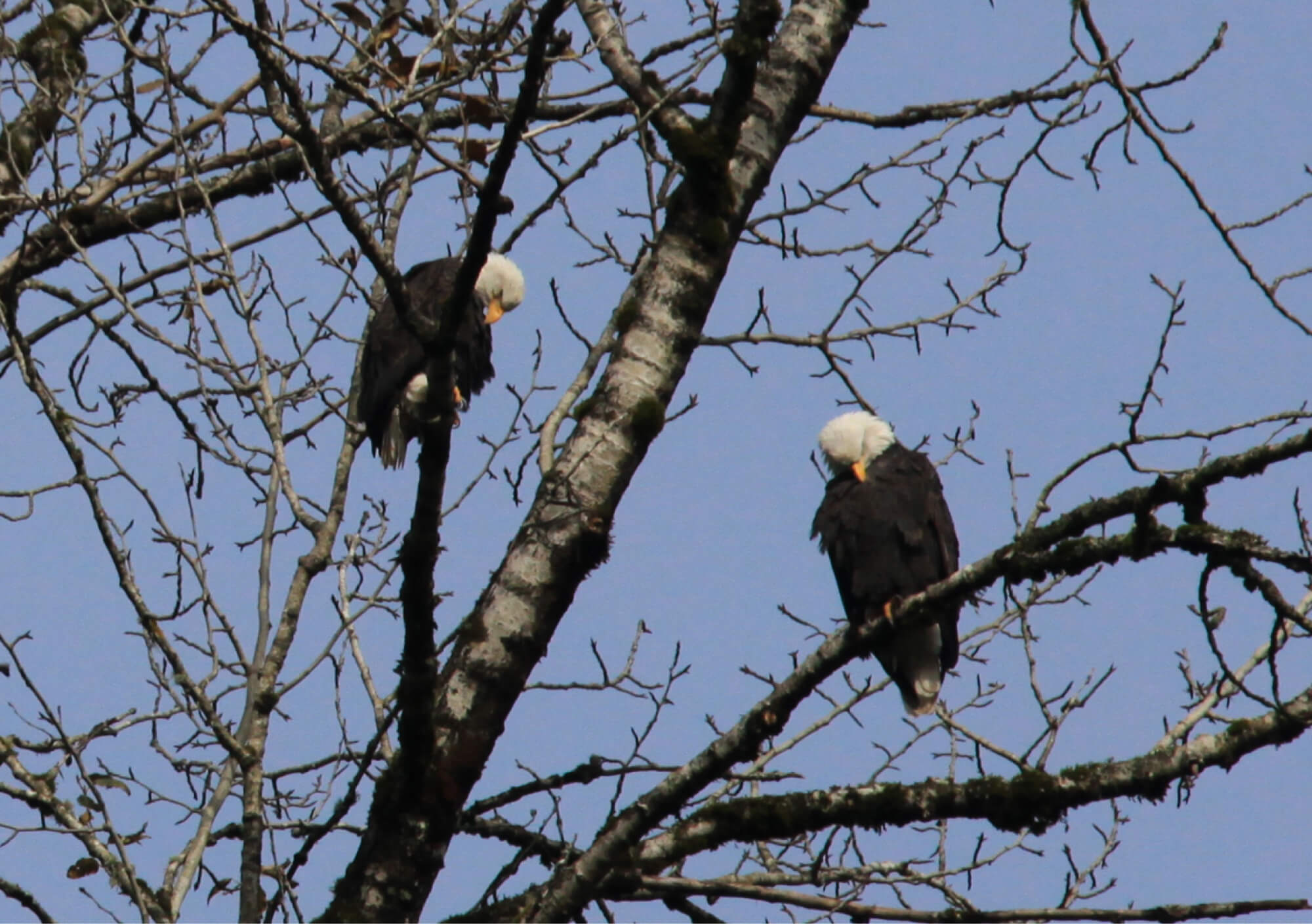Eagles sleeping on a tree