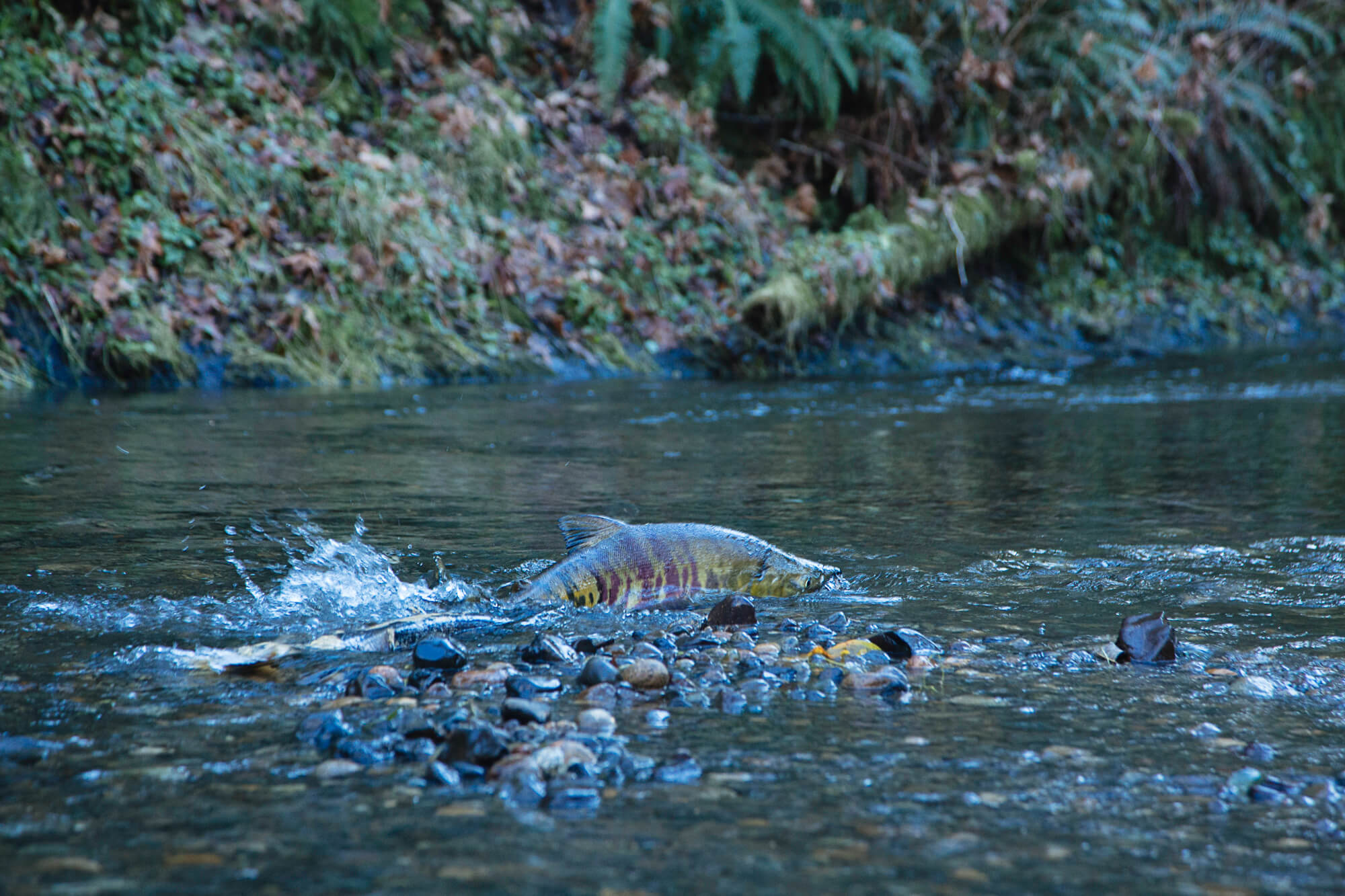 A chum salmon, on its return to Kennedy Creek, Washington.
