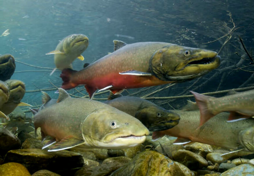 Winter Steelheads swimming in Little Wenatchee river