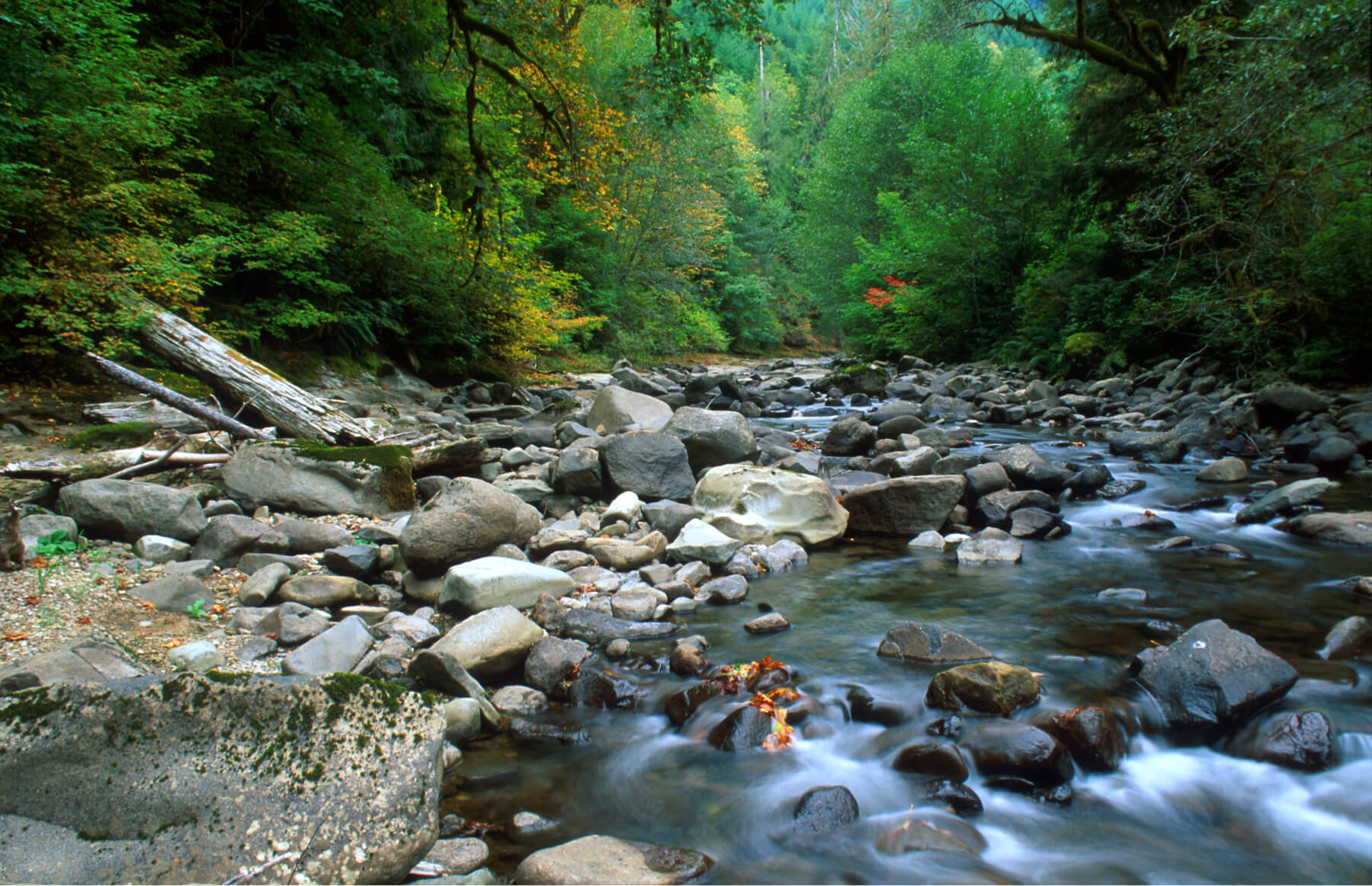 North Fork Smith river bank