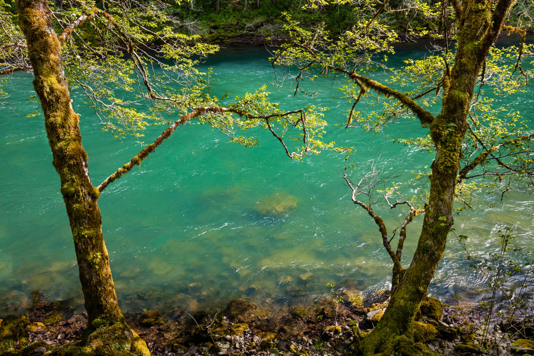 Low turbidity (except during peak flow periods), low levels of contaminants and pollutants, cool water temperatures and stable minimum in-stream flows all contribute to the North Umpqua's exceptional water clarity and and health.