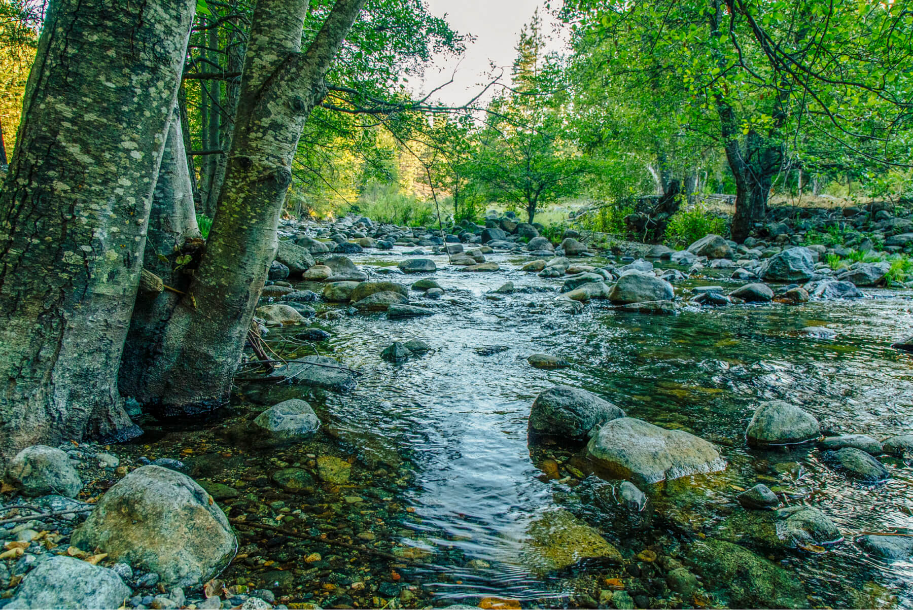 Scott River