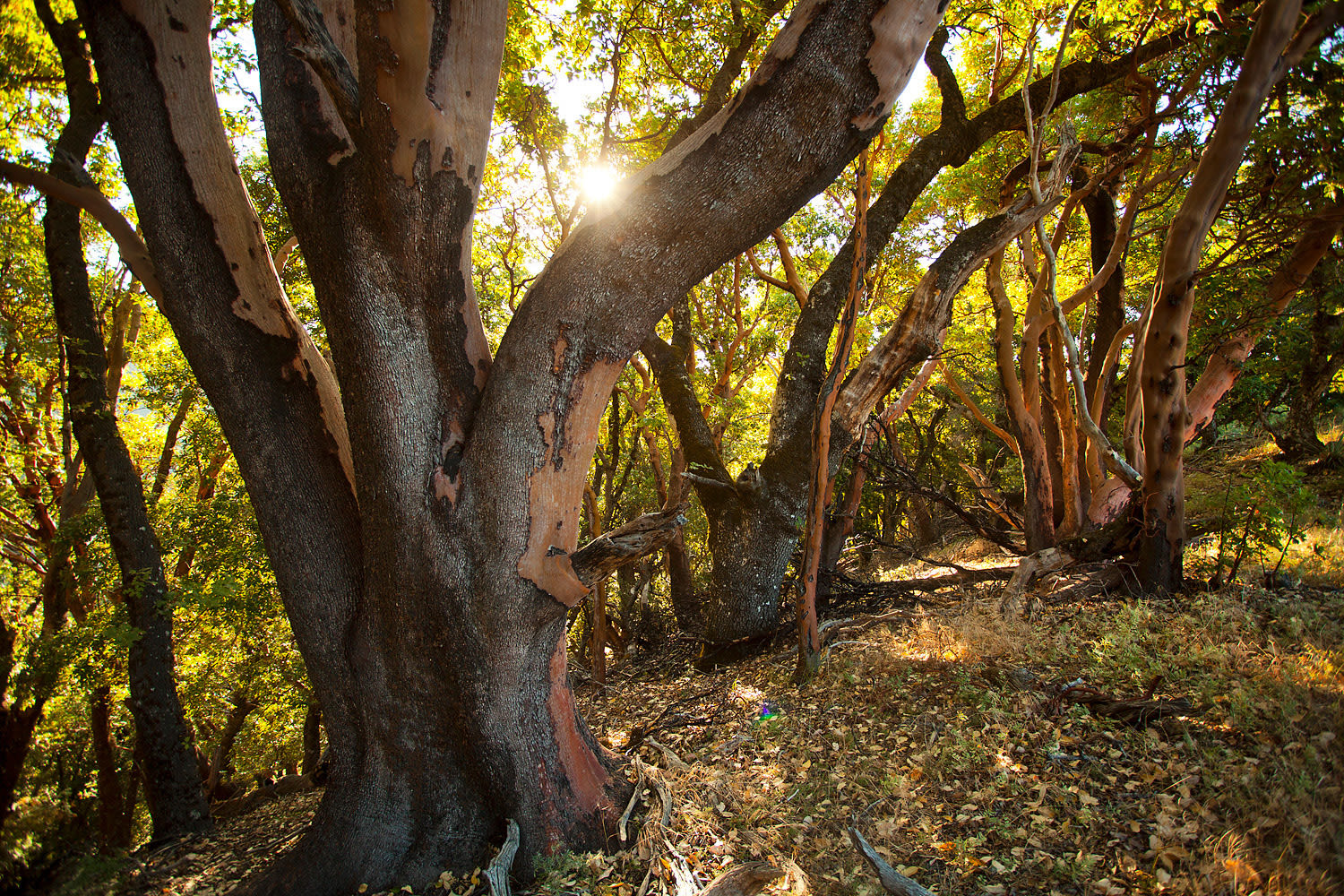 The Eagle Peak property that WRC and the Esselen Tribe conserved is home to large madrones (pictured), extensive chaparral shrublands, beautiful old oak trees and old growth redwoods.