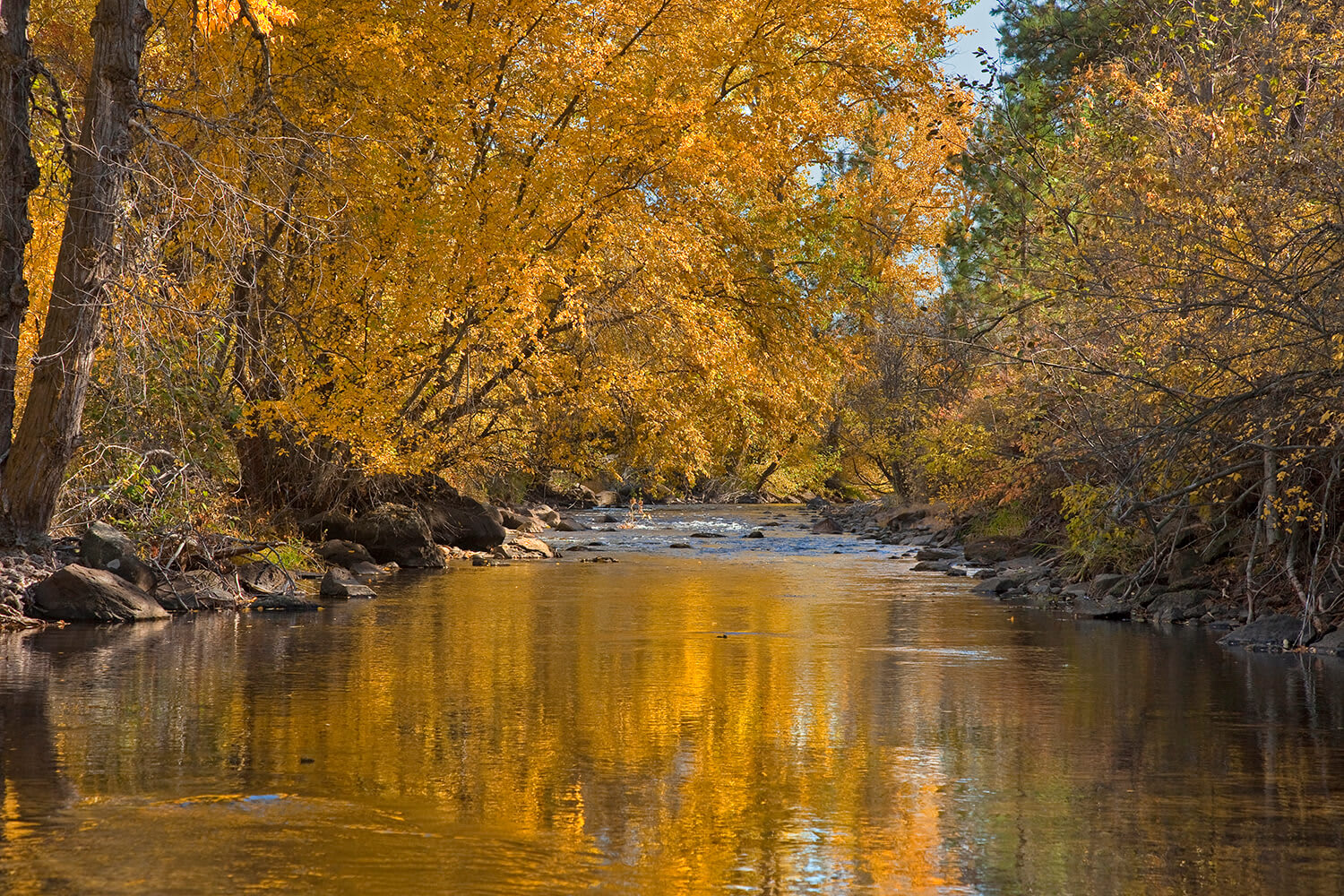 Conveyance of the property to a long term conservation steward will allow for significant stream rehabilitation, including the restoration of side-channel and pool habitat. This will improve the over-winter survival rates of juvenile salmon and steelhead.