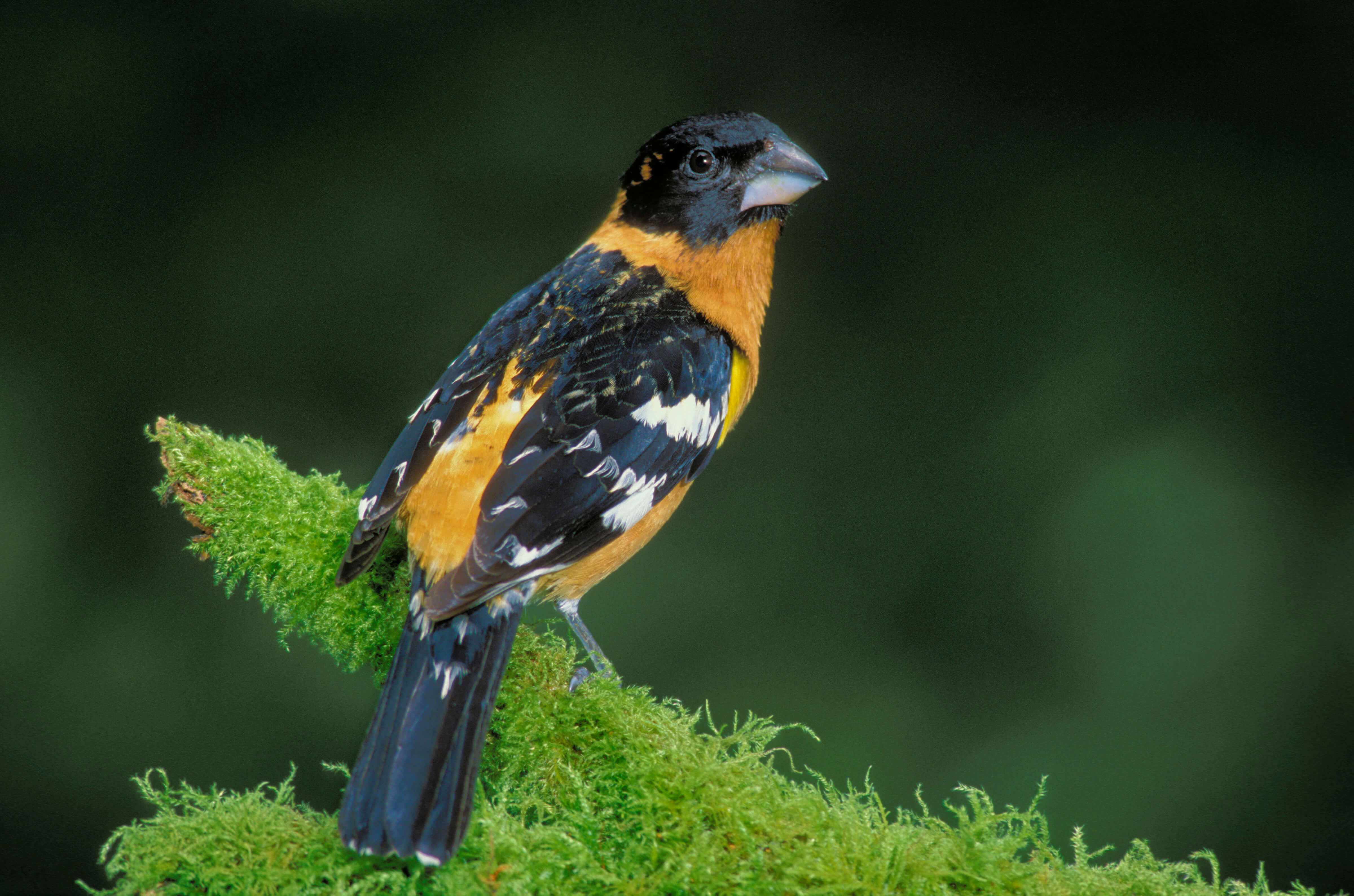 Nearly 80 species of birds have been observed within the Chehalis River Surge Plain, including osprey, bald eagle, belted kingfisher, black-headed grosbeak (pictured), pileated woodpecker and common merganser. All of them will benefit from WRC's efforts, which will ensure the long-term protection of crucial forest and wetland habitat.