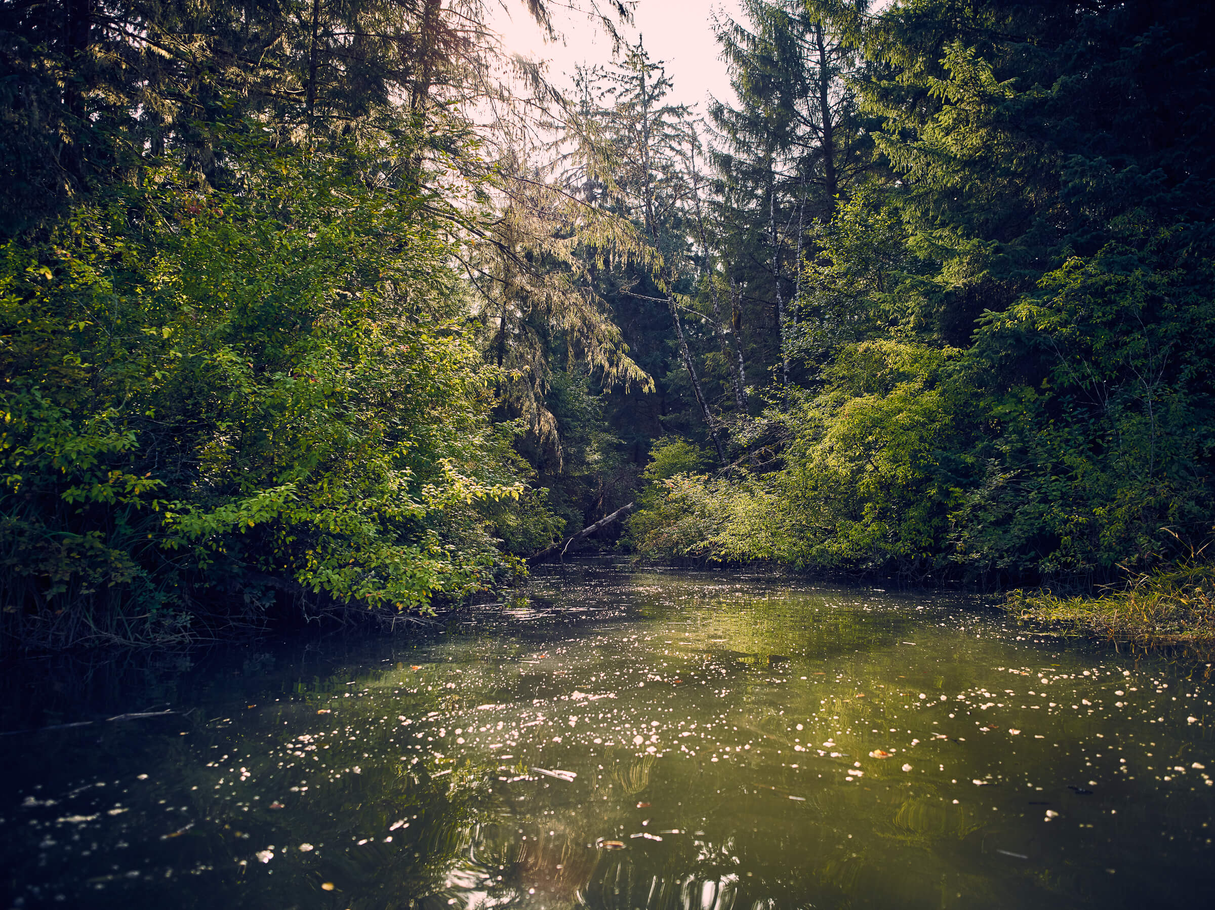 WRC's efforts on the Chehalis have conserved eight miles of river frontage, including exceptional water-trail systems through Peel’s Slough, Blue Slough and Preachers Slough. These sloughs and channels provide rich habitat for fish and wildlife and are crucial to the healthy functioning of the Chehalis River, from its mouth to its headwaters.
