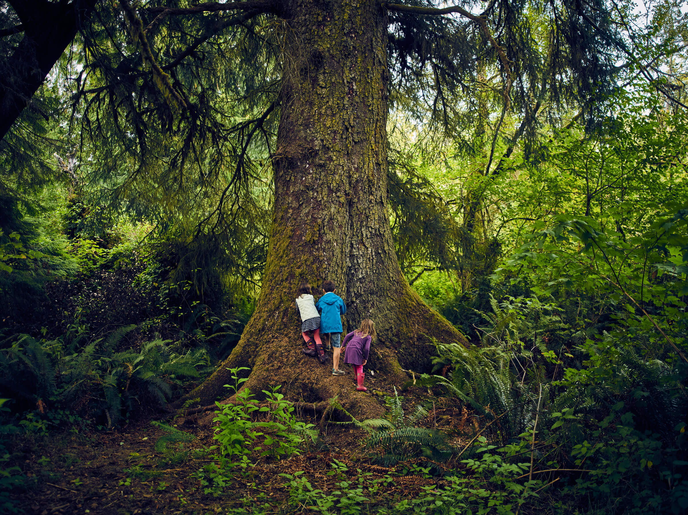 In addition to protecting eight miles of river and side-channel frontage, WRC's efforts facilitated conservation of extensive forest habitat, including stands Sitka spruce and western red cedar more than 200 years old. Here, children play at the base of an old-growth Sitka spruce, inside the park boundaries.
