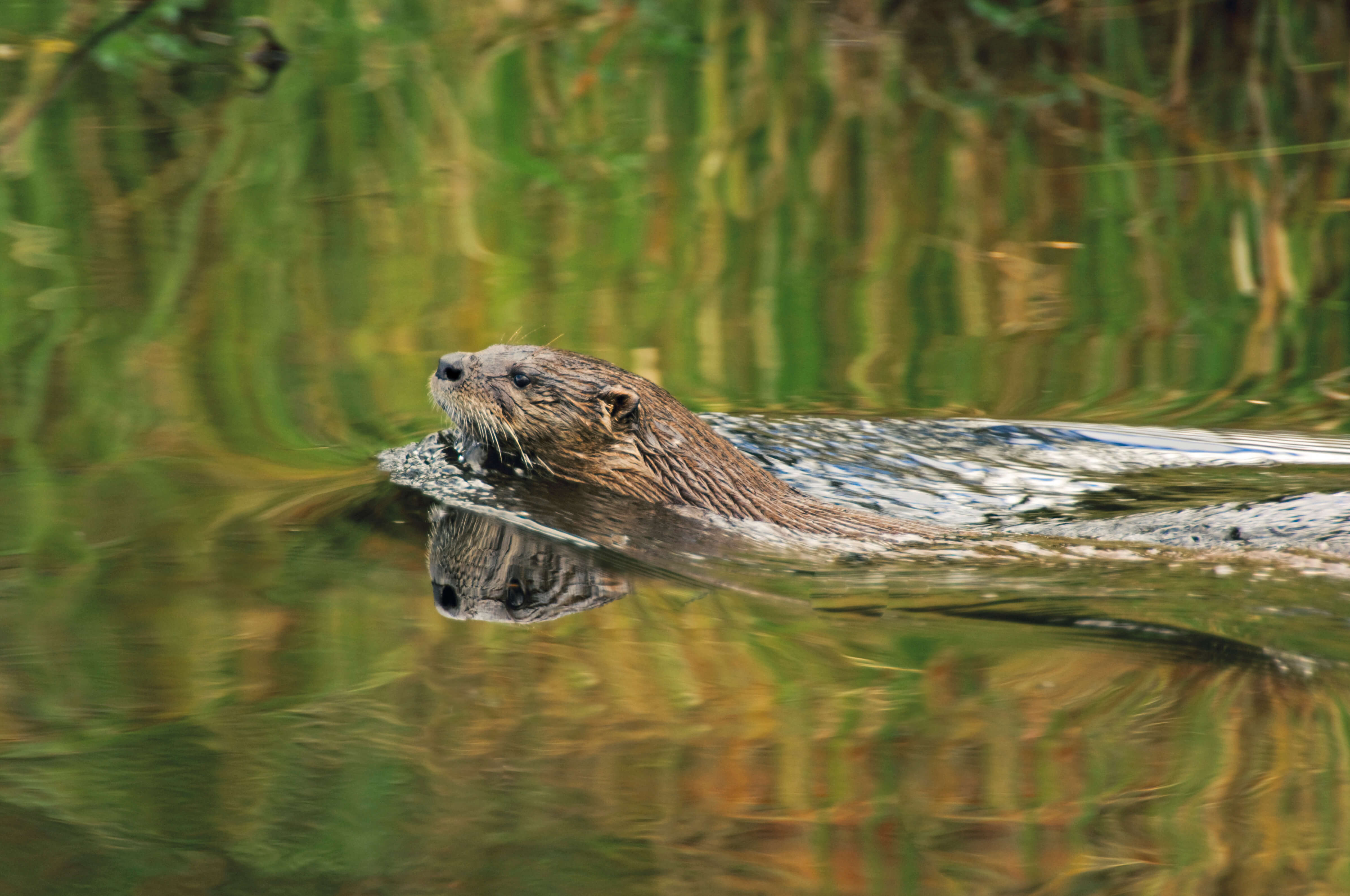 The forested wetlands of the Chehalis River Surge Plain support diverse wildlife, including black bear, deer, beaver, river otter (pictured) and a wide range of resident and migratory bird species. WRC's efforts have increased the amount of protected habitat within the surge plain by nearly 50 percent.