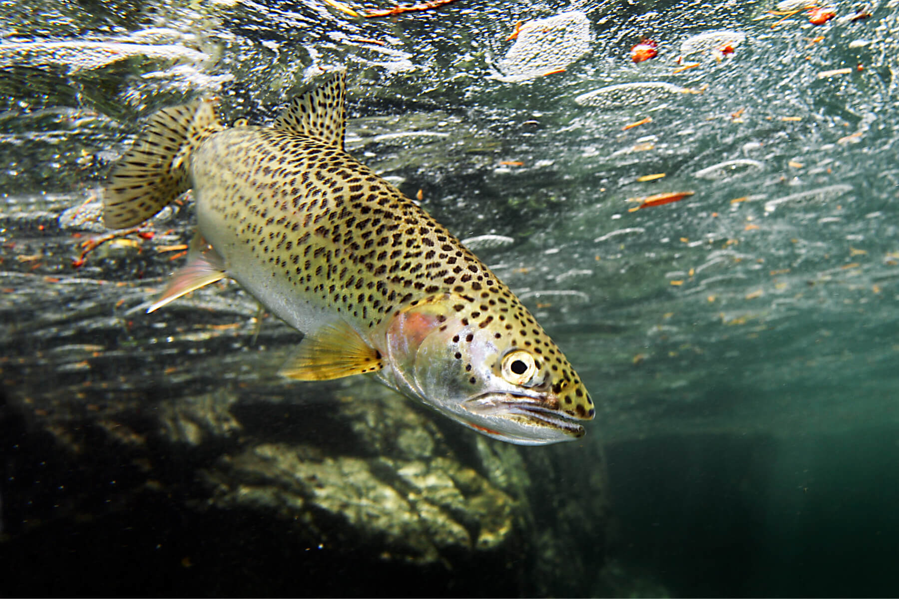 Along with salmon and steelhead, sea-run cutthroat trout thrive in the Smith River.