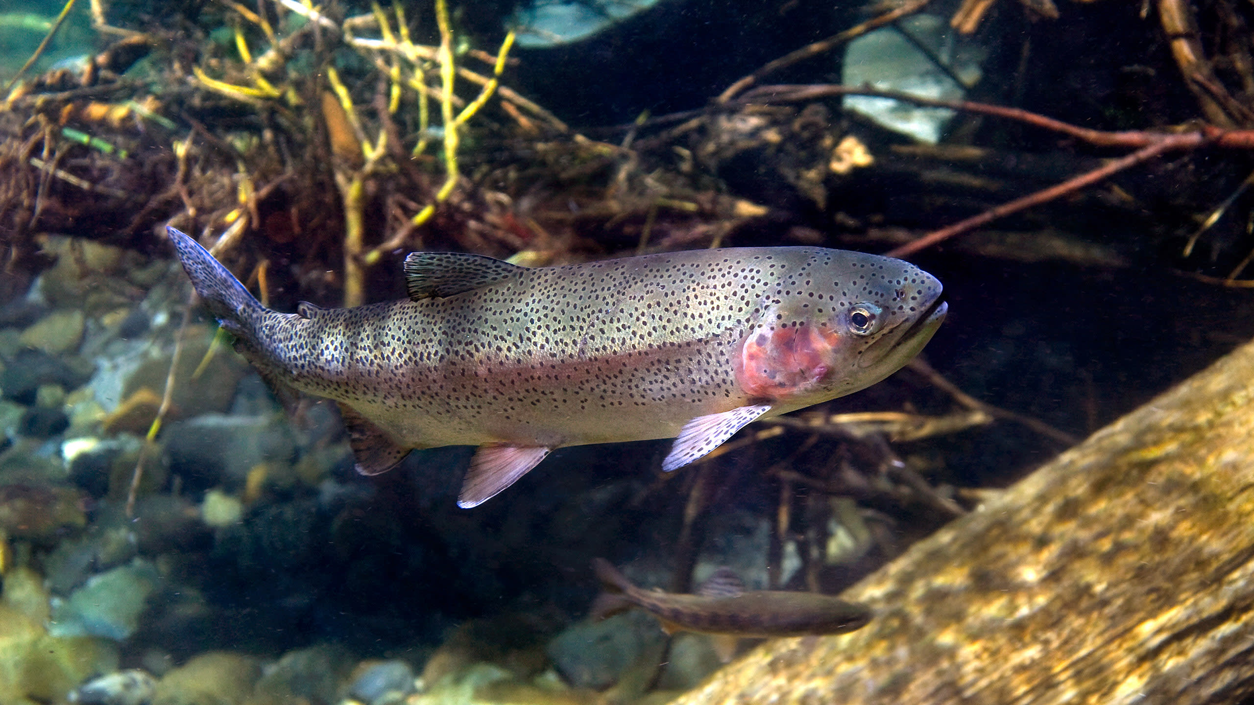 Elk Creek and Crow Creek provide crucial habitat for threatened Snake River steelhead.