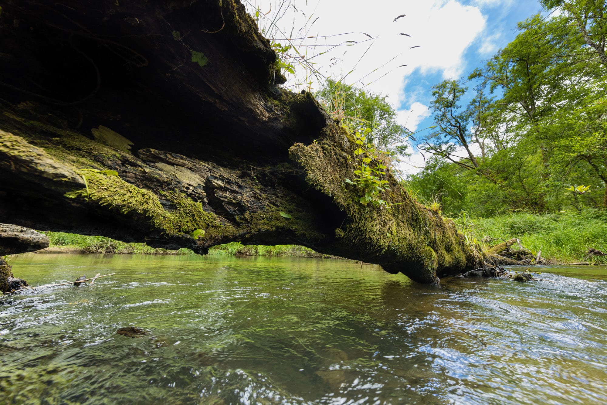 Bear River