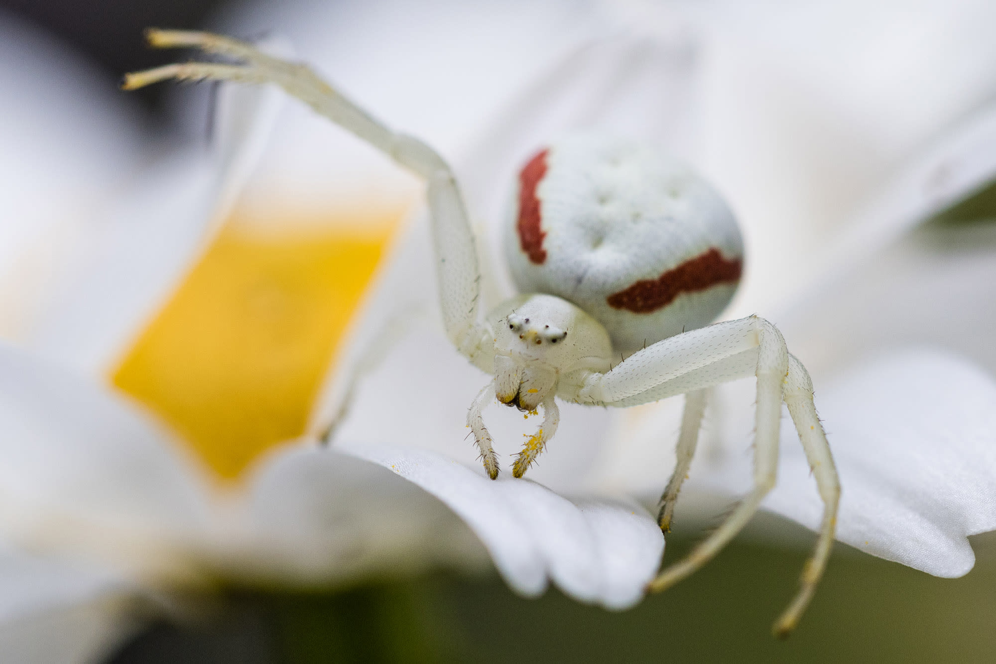 Goldenrod Crab Spider
