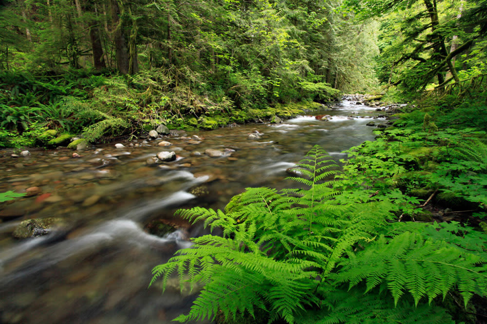 Boulder Creek, a tributary to Oregon's Sandy River.