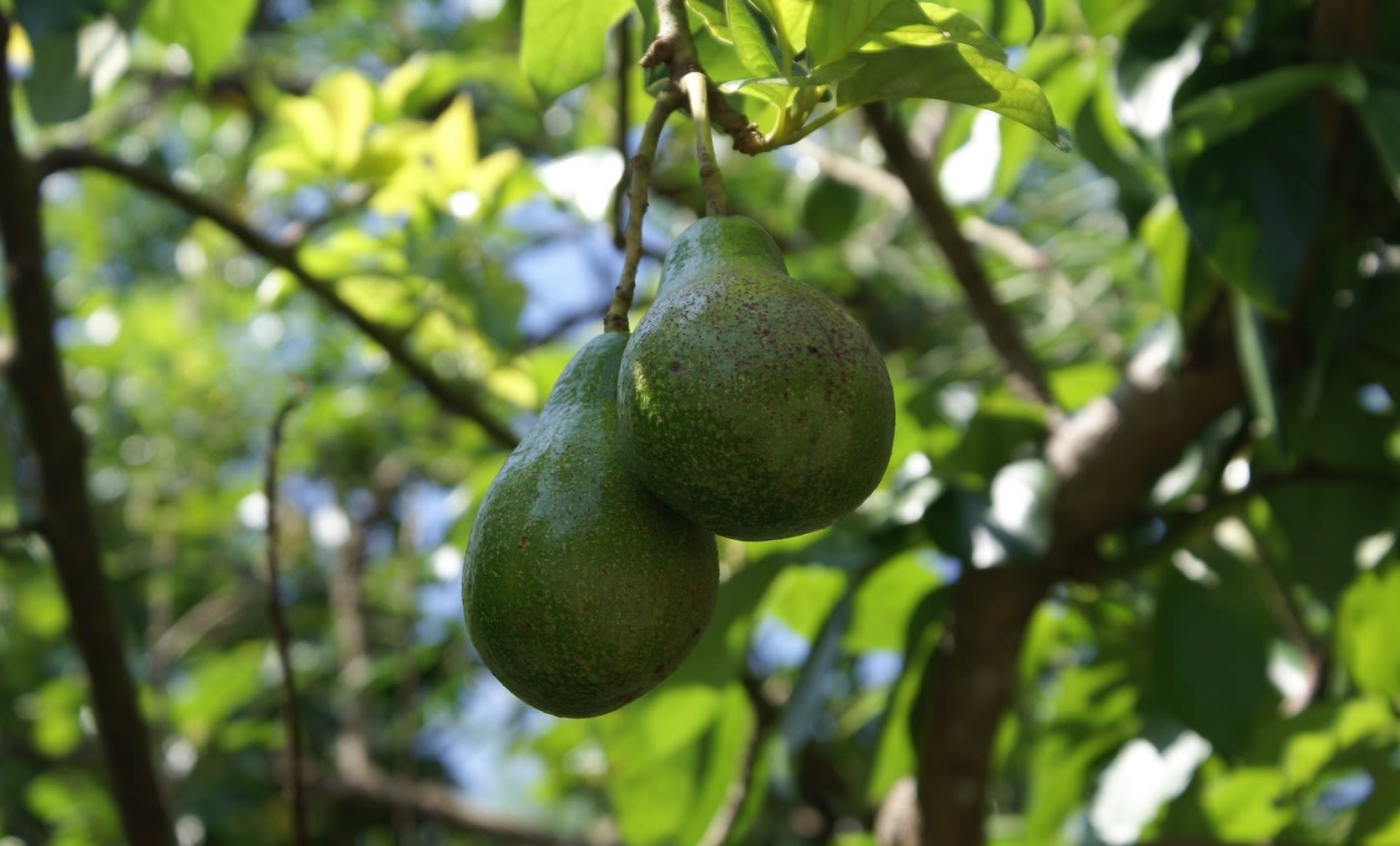 Дерево авокадо в домашних условиях фото с плодами