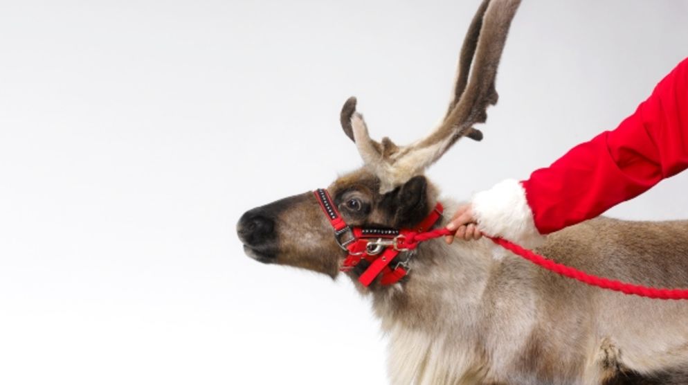 Pet Photos with Santa Pet Photos with Santa