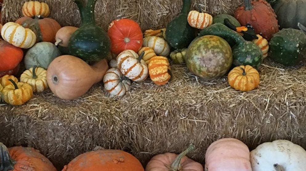 Tina's Pumpkin Patch Tina's Pumpkin Patch