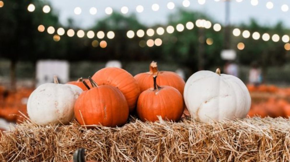 PLAZA BONITA PUMPKIN STATION PLAZA BONITA PUMPKIN STATION