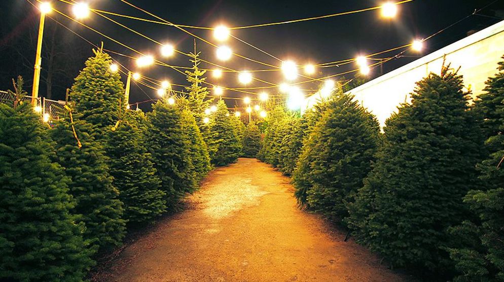 Pinery Christmas Tree Lot Pinery Christmas Tree Lot