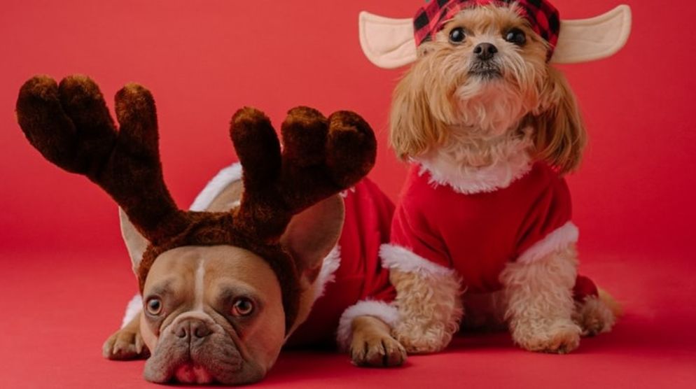 Santa Paws Santa Paws