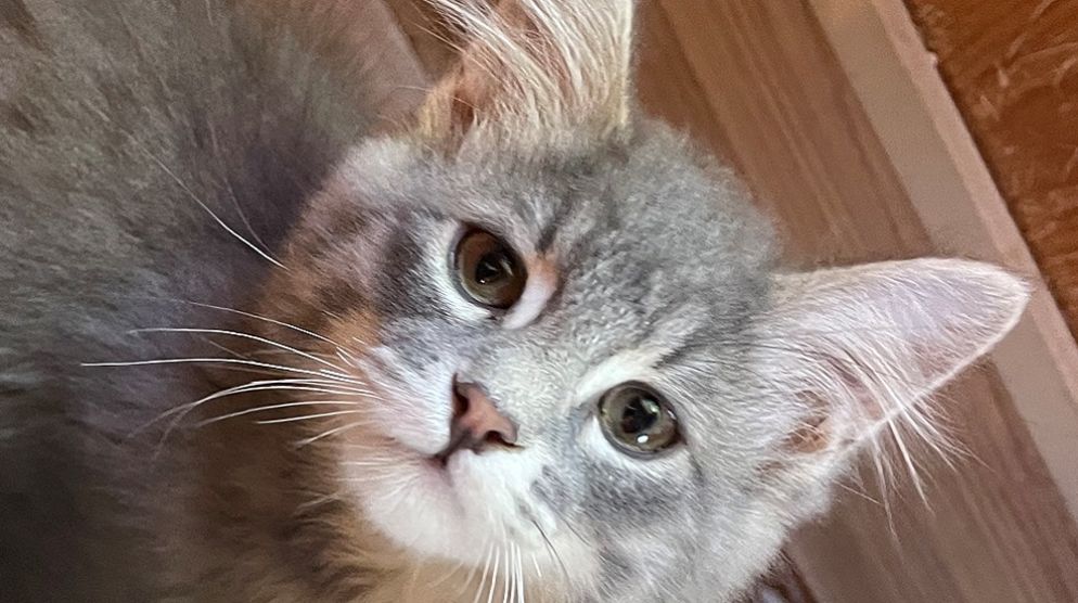 Living Free Animal Sanctuary - Adoption Event! Living Free Animal Sanctuary - Adoption Event!