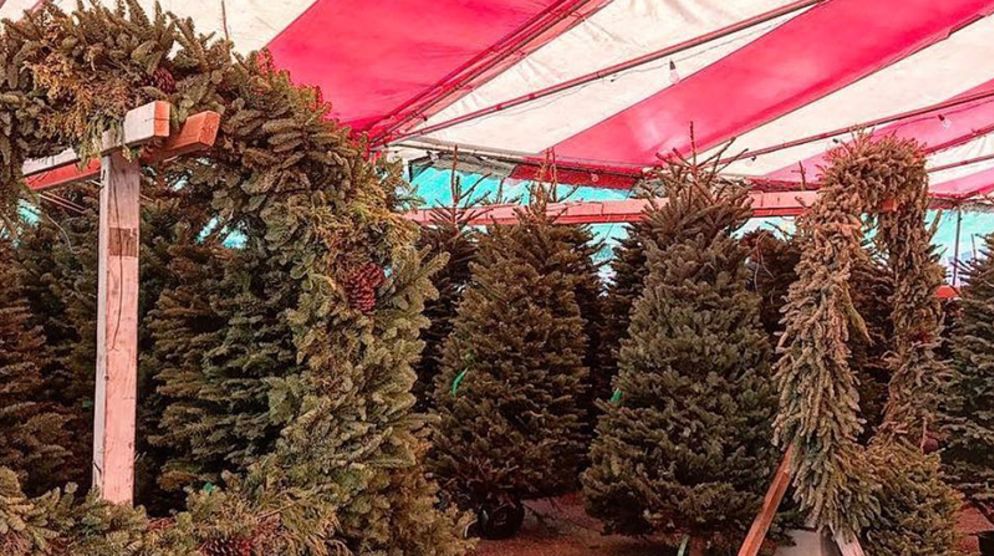 Mr. Jingles Christmas Trees Mr. Jingles Christmas Trees