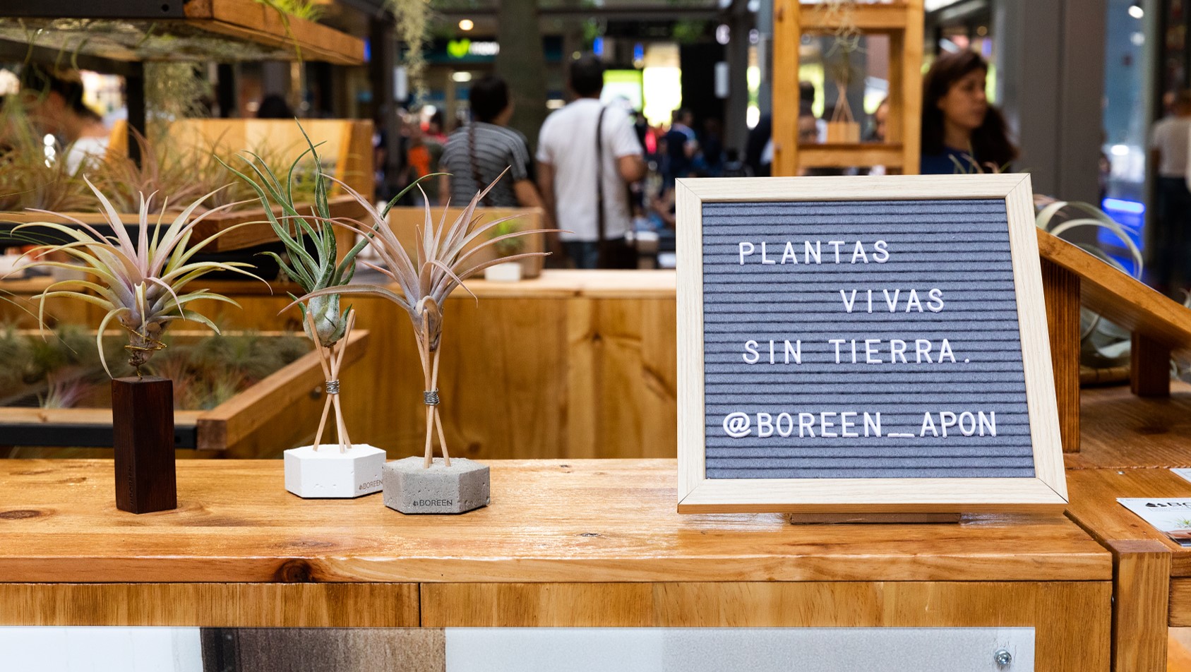 BOREEN - Plantas del aire BOREEN - Plantas del aire