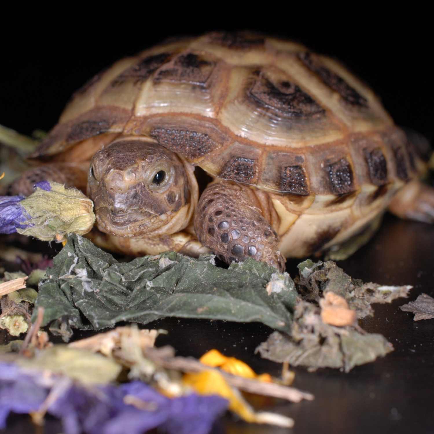 10% rabatu od ceny biletu w ZOO TEAM