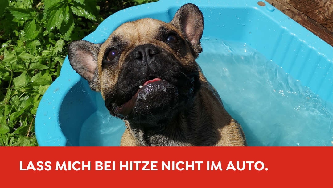 Dogzone in der SCS Dogzone in der SCS