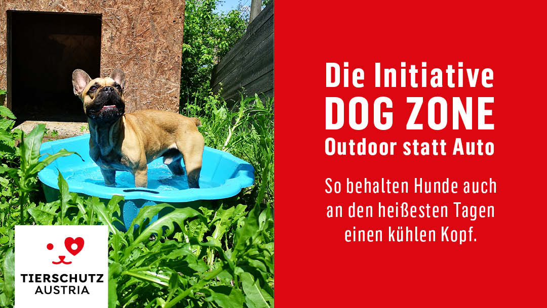 „Outdoor statt Auto“ – so behalten Hunde auch an den heißesten Tagen einen kühlen Kopf „Outdoor statt Auto“ – so behalten Hunde auch an den heißesten Tagen einen kühlen Kopf